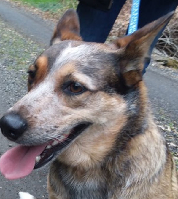 Pets of the Week: Sparky